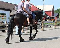 pleasure-driving-friesian-horse