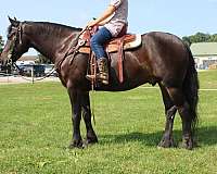 athletic-friesian-horse