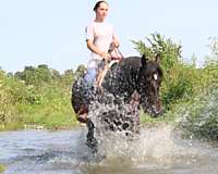 trail-friesian-horse