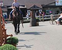 ridden-western-friesian-horse