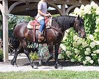 ridden-english-friesian-horse