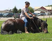 trail-riding-friesian-horse