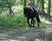 team-driving-friesian-horse