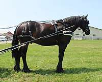 black-friesian-gelding