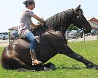 western-pleasure-friesian-horse