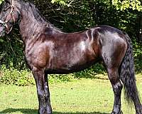 draft-friesian-horse