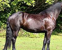 friesian-horse