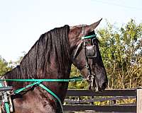 beginner-safe-friesian-horse