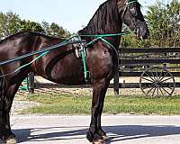 family-horse-friesian