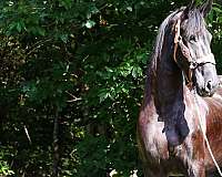 ranch-work-friesian-horse