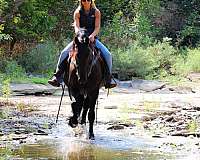 driving-friesian-horse