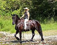 harness-friesian-horse