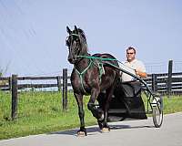 trail-friesian-horse