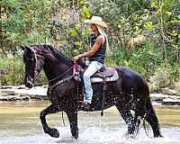 athletic-friesian-horse