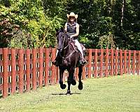 beginner-friesian-horse