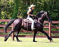 experienced-friesian-horse