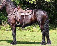 husband-safe-friesian-horse