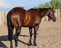 beginner-safe-quarter-horse