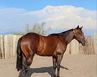 ranch-work-quarter-horse