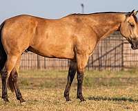 buckskin-none-horse