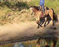 ranch-work-quarter-horse