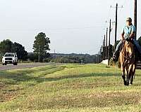 trail-quarter-horse