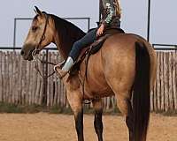 beginner-quarter-horse