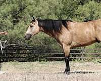 ranch-quarter-horse