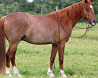 ranch-work-quarter-horse