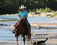 trail-quarter-horse