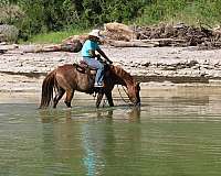 family-horse-quarter