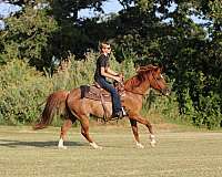 athletic-quarter-horse