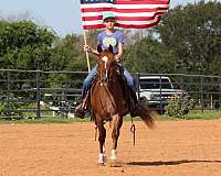 ranch-quarter-horse