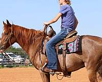 ranch-versatility-quarter-horse