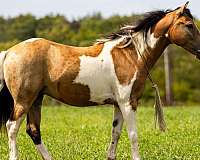 bay-roan-star-horse