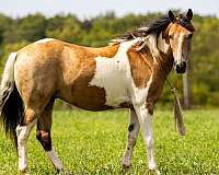 quarter-horse