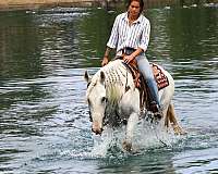 driving-andalusian-horse