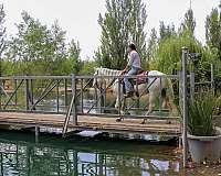 english-riding-andalusian-horse