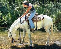 ranch-andalusian-horse