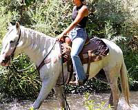 jumping-andalusian-horse