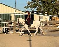 beginner-andalusian-horse