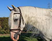 experienced-andalusian-horse