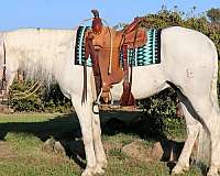 flashy-andalusian-horse