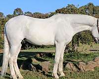 husband-safe-andalusian-horse