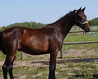 bay-warmblood-gelding