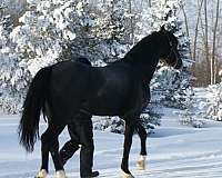 bred-mare-warmblood-horse