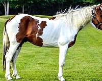 palomino-star-horse