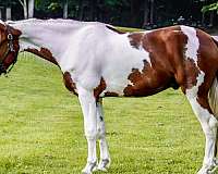 quarter-horse