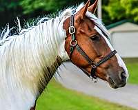 family-horse-quarter