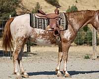 chestnut-blaze-horse